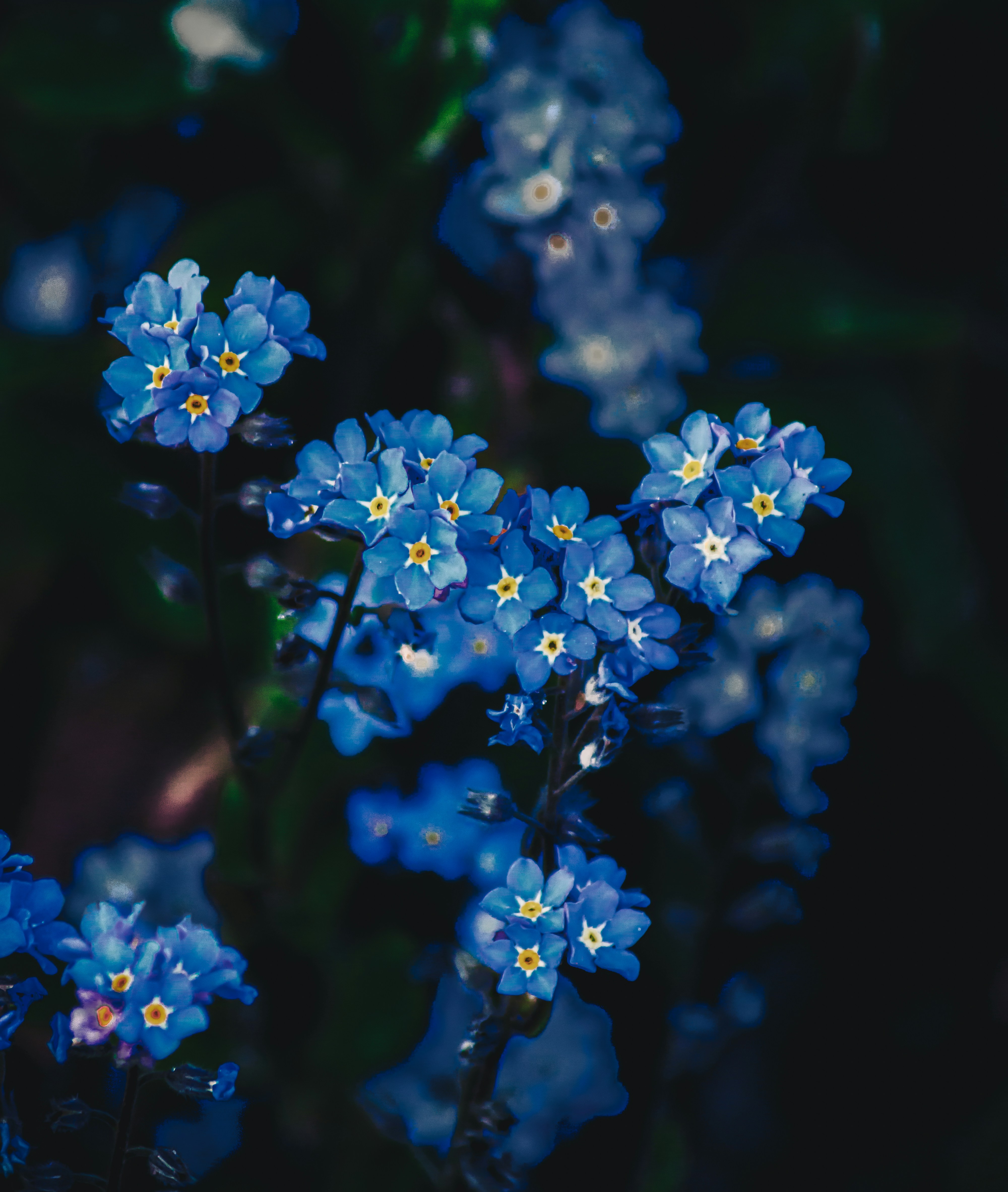 Forget-Me-Not flowers